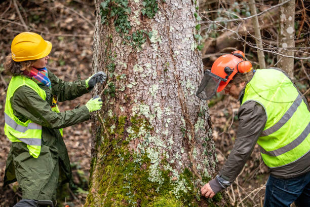 Professional Tree Removal Services in Golden Triangle, NJ