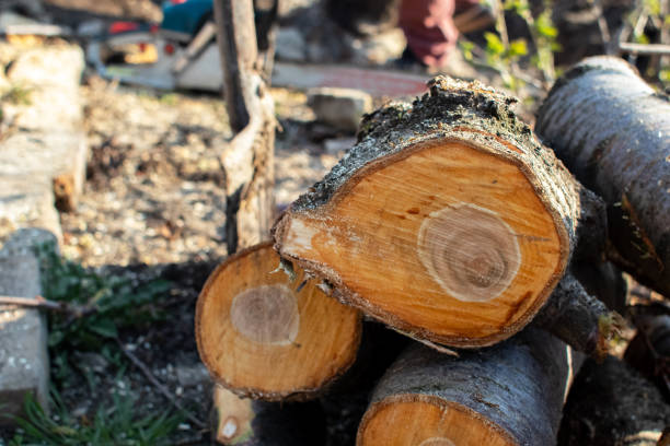 How Our Tree Care Process Works  in  Golden Triangle, NJ