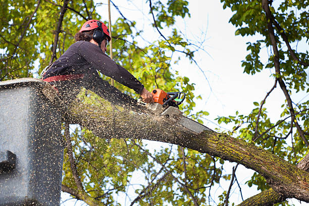 Best Utility Line Clearance  in Golden Triangle, NJ